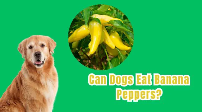 Can Dogs Eat Banana Peppers?