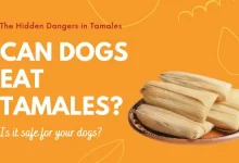 Can Dogs Eat Tamales?