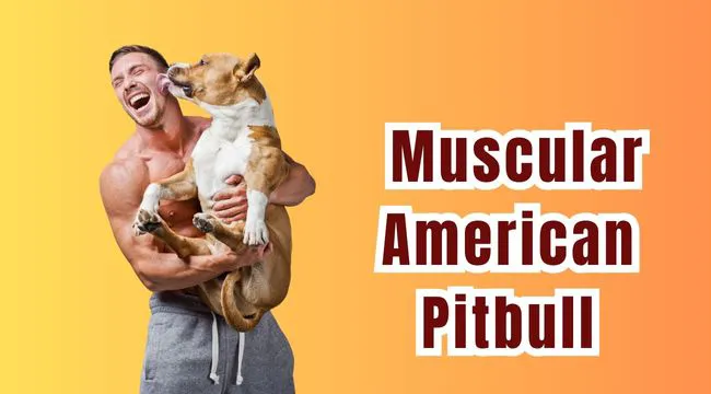 Muscular American Pitbull
