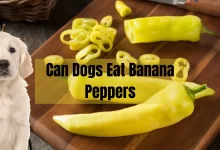 Can Dogs Eat Banana Peppers
