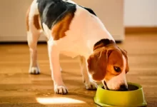 can Adding Water to Dry Dog Food Cause Diarrhea