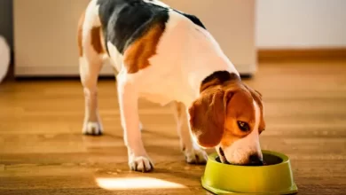 can Adding Water to Dry Dog Food Cause Diarrhea