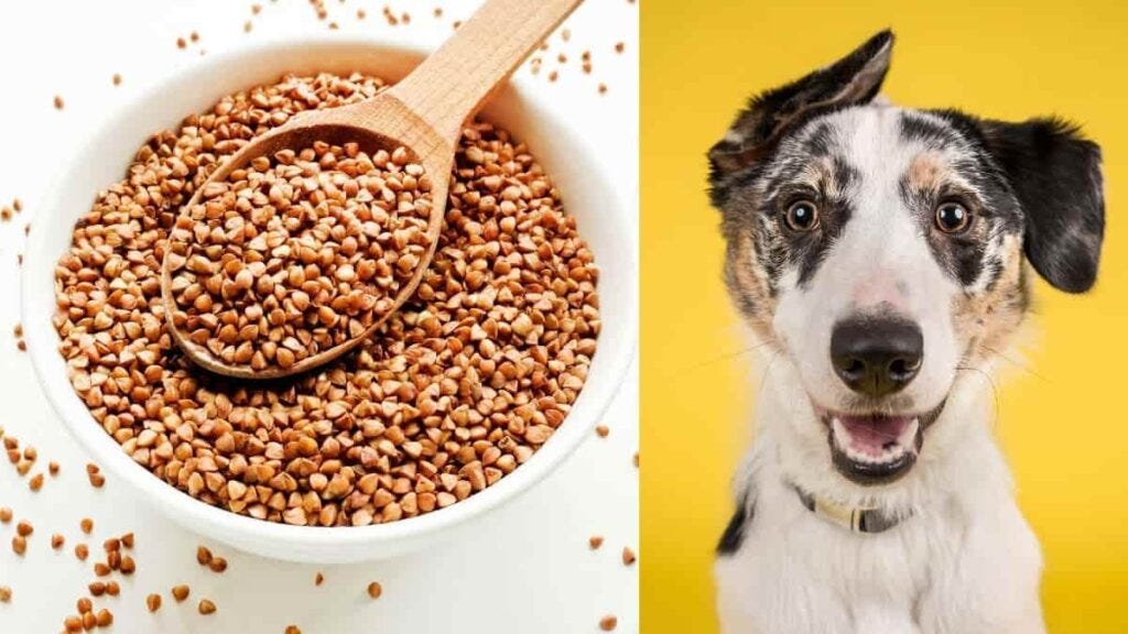 Can Dog Eats Buckwheat