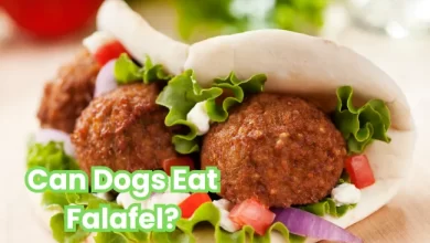 Can Dogs Eat Falafel