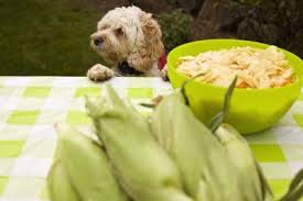 can dogs eat hominy