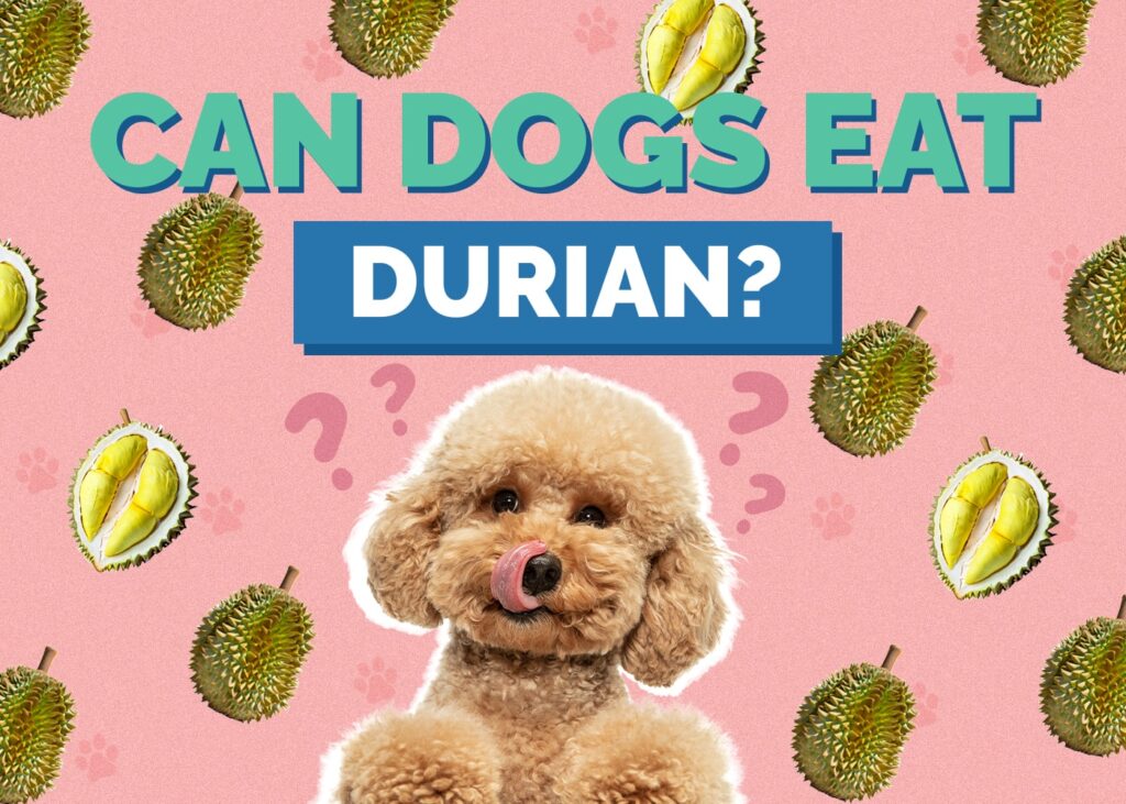 durian