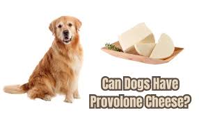 Provolone Cheese