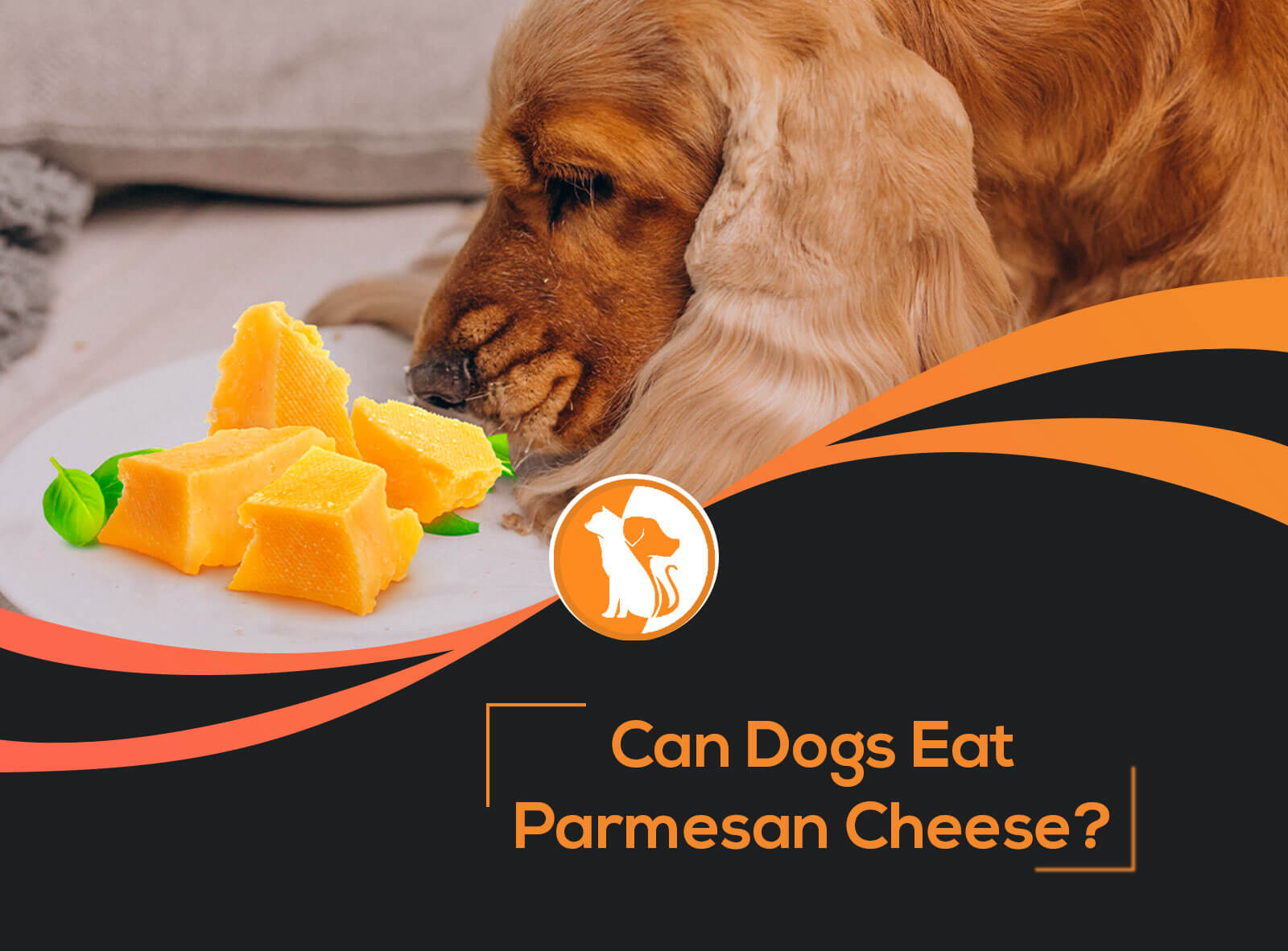 Can Dogs Eat Parmesan Cheese