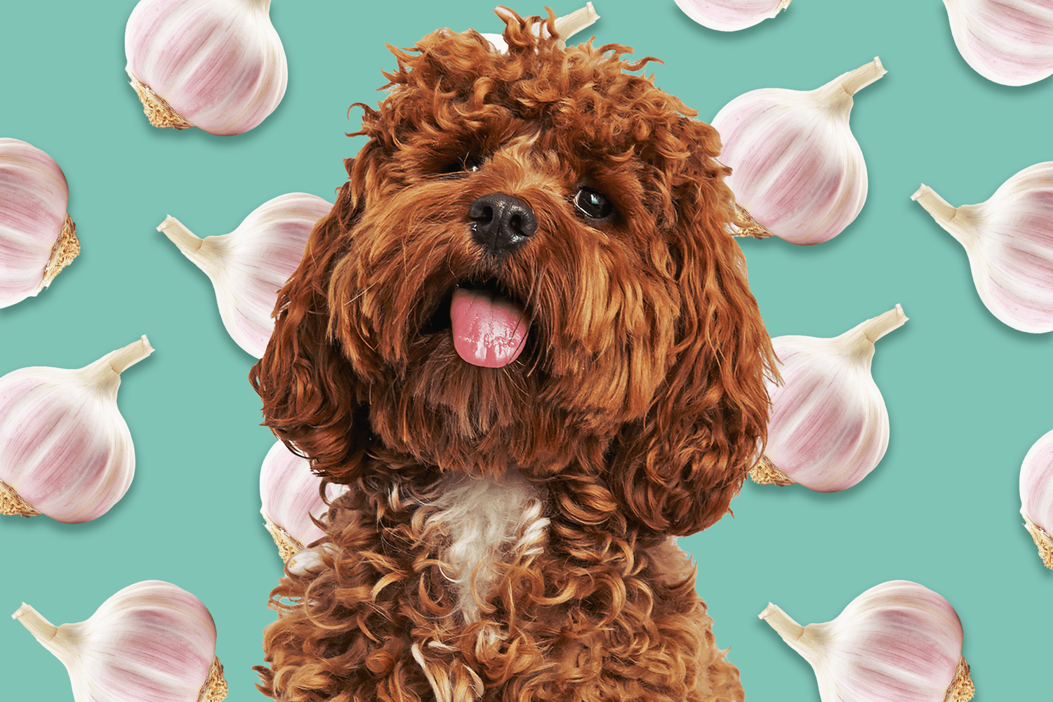 Can Dogs Eat Garlic