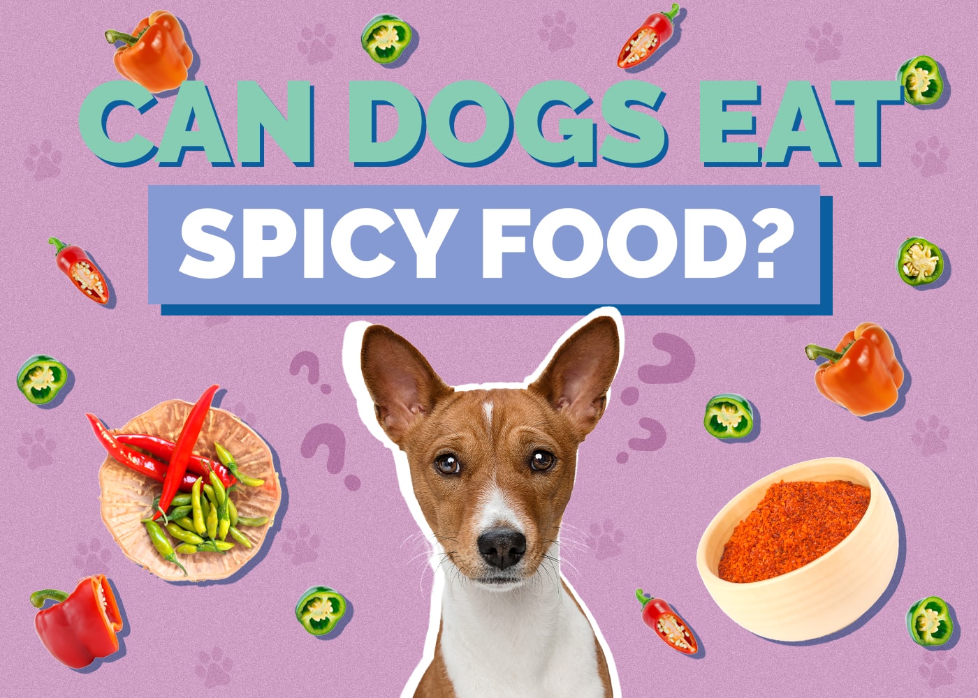 Can Dogs Eat Spicy Food