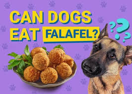 Is Falafel Safe for Dogs