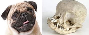 Pug Skull