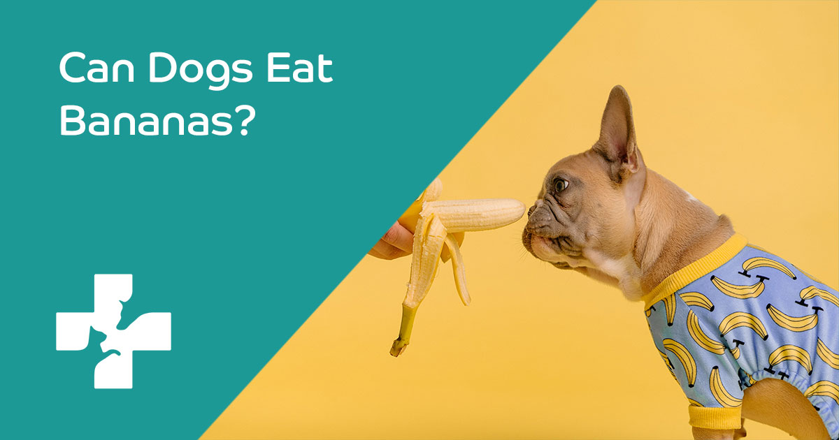 can dogs eat banana's