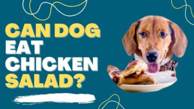 Can Dogs Eat Chicken Salad