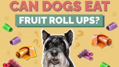 Can Dogs Eat Fruit Roll-Ups