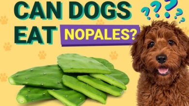 Can Dogs Eat Nopales