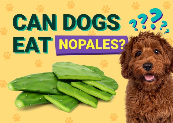 Can Dogs Eat Nopales