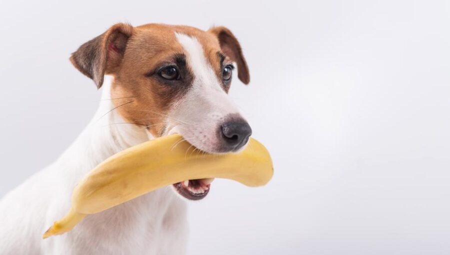 Can Dogs Eat Bananas