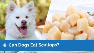 Can Dogs Eat Scallops