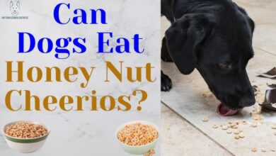 Are Honey Nut Cheerios Okay for Dogs