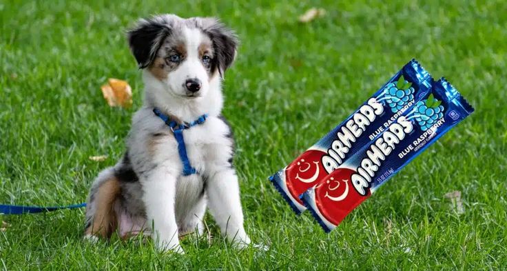 Can Dogs Eat Airheads