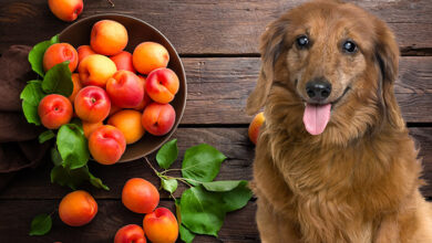 Can Dogs Eat Apricots