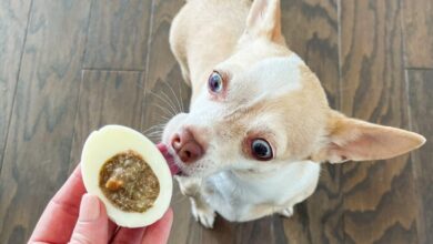 Can Dogs Eat Deviled Eggs