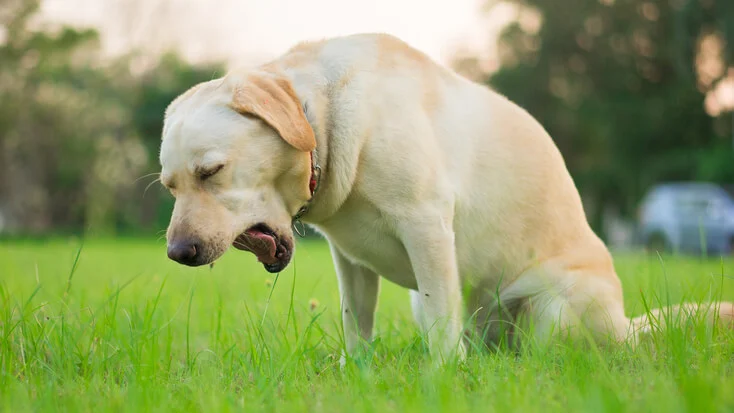 Dog Coughing Up Blood