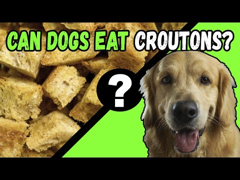 Can Dogs Eat Croutons