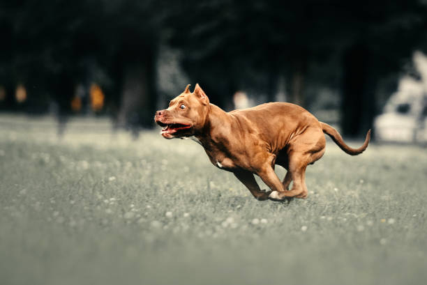 Muscular Pitbull