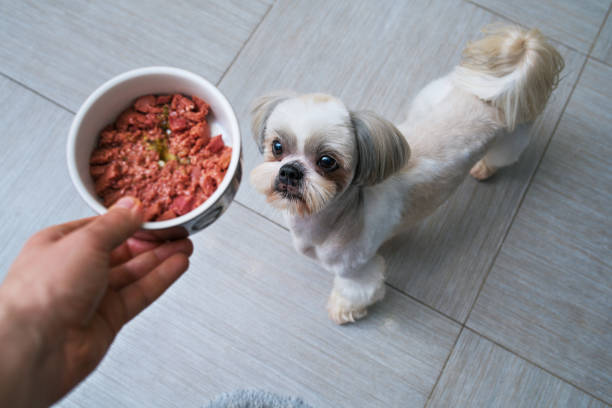 Can Dogs Eat Potted Meat