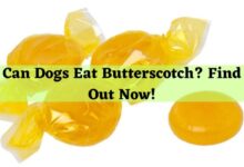 Can Dogs Eat Butterscotch