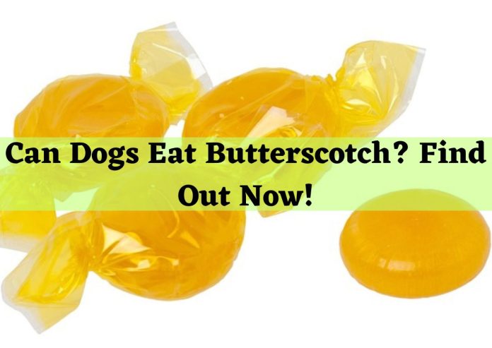 Can Dogs Eat Butterscotch