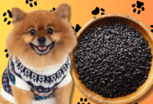 Can Dogs Eat Black Rice