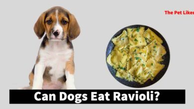 Can Dogs Eat Ravioli