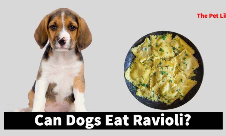 Can Dogs Eat Ravioli