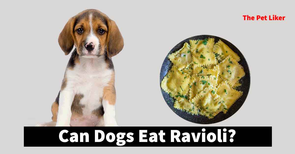 Can Dogs Eat Ravioli