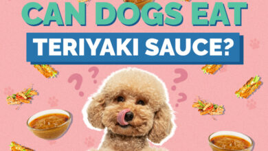 Can Dogs Eat Teriyaki Sauce?