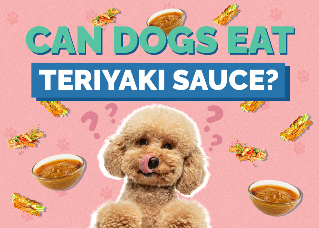 Can Dogs Eat Teriyaki Sauce?