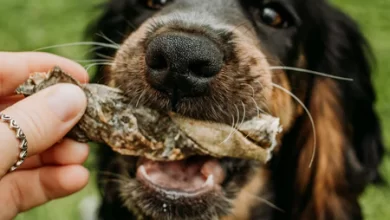 Can Dogs Eat Fish Skin