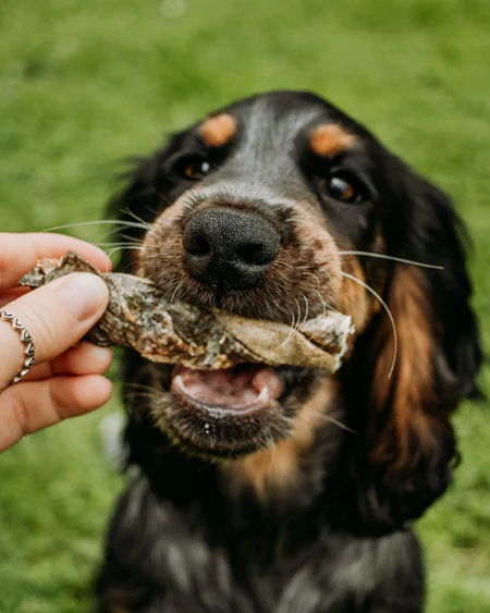 Can Dogs Eat Fish Skin