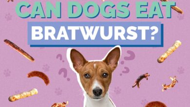 Can Dogs Eat Bratwurst?