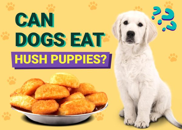 Can Dogs Eat Hush Puppies