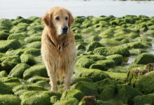 Can Dogs Eat Sea Moss?