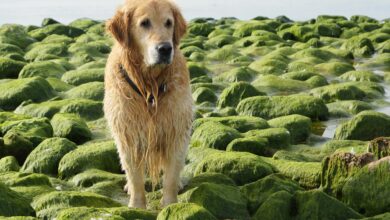 Can Dogs Eat Sea Moss?