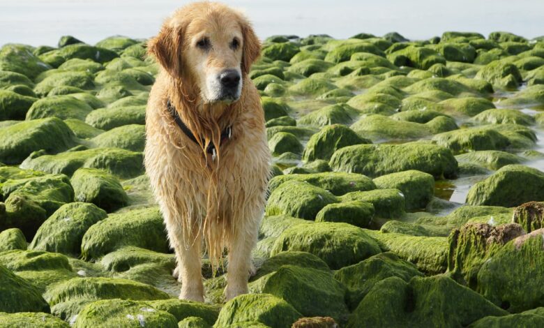 Can Dogs Eat Sea Moss?