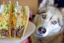 Can Dogs Eat Tacos