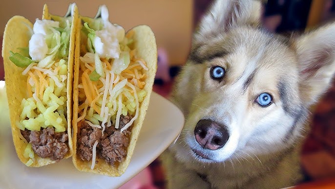 Can Dogs Eat Tacos