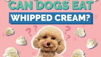 Can Dogs Eat Whipped Cream?