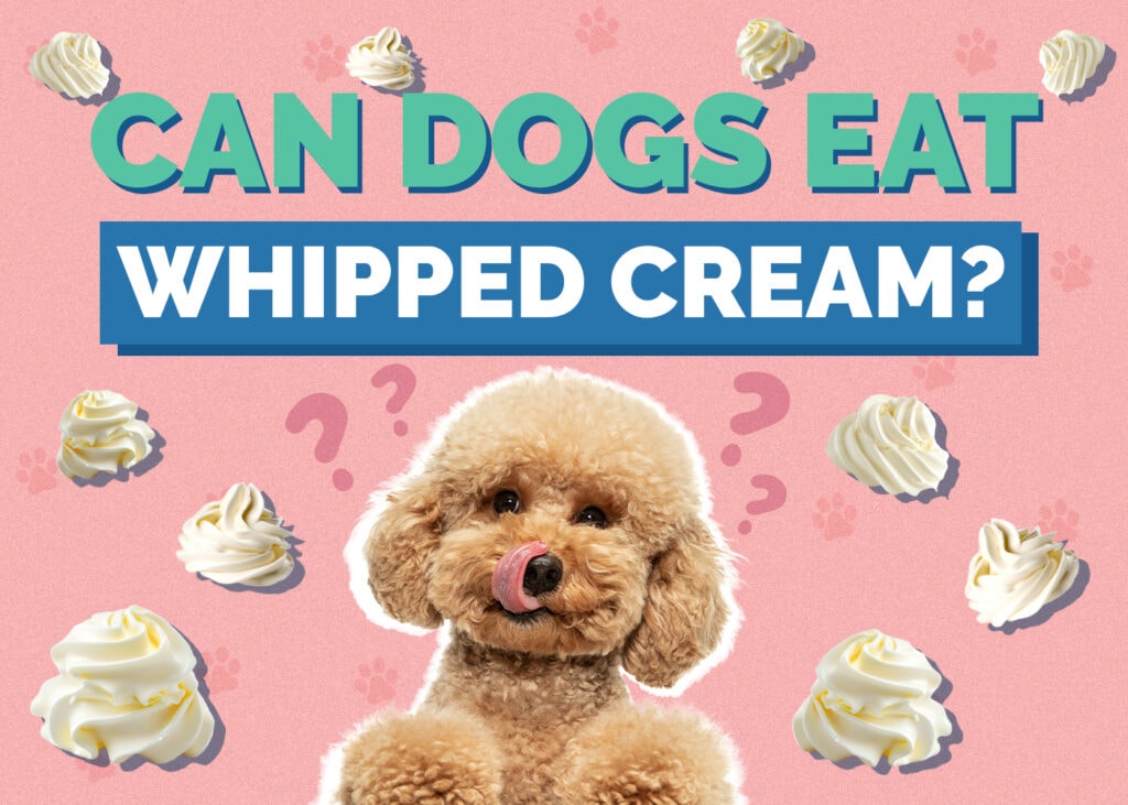 Can Dogs Eat Whipped Cream?